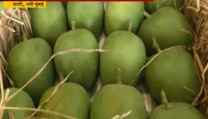 New Mumbai,Vashi Winter Affect On Mangoes