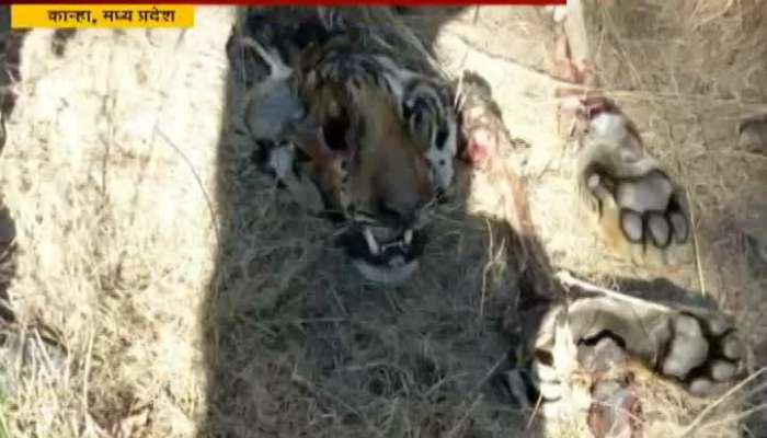  Madhya Pradesh Kanha Jungle Tiger Kills Tiger In Fight