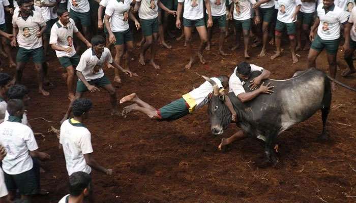 विश्वविक्रम रचण्याच्या नादात जलीकट्टूचे दोन बळी