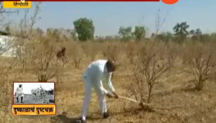 Hingoli Farmers Pomegranate Farm destroyed due to drought