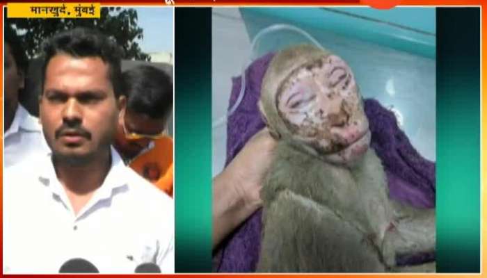 Mumbai,Mankhurd Auto Driver Sunil Pal Save A Monkey