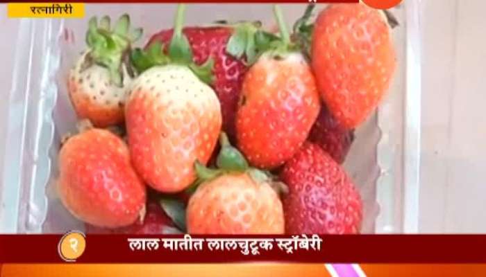 Ratnagiri Special Report On Strawberry In Kokan
