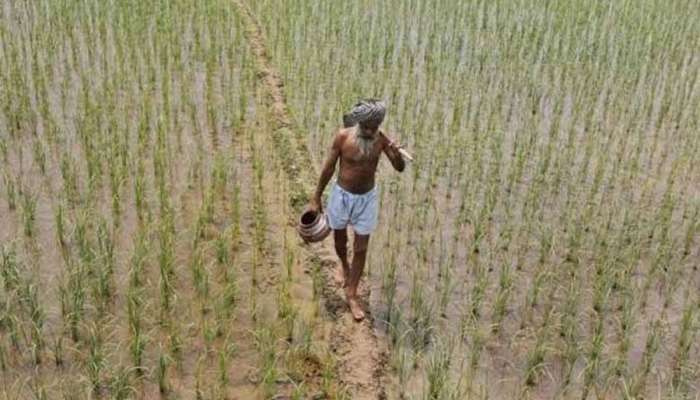  कर्जमाफी गंडली : 24 हजारांचे कर्ज असणाऱ्या शेतकऱ्याला 13 रुपयांची कर्जमाफी 