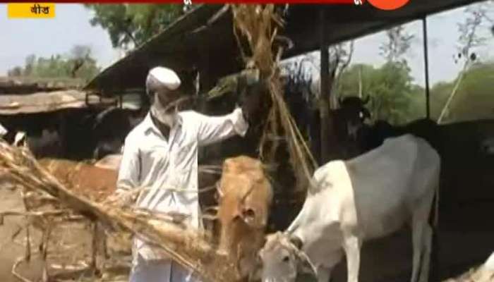 beed muslim family of shabbir mamu and savior of cows