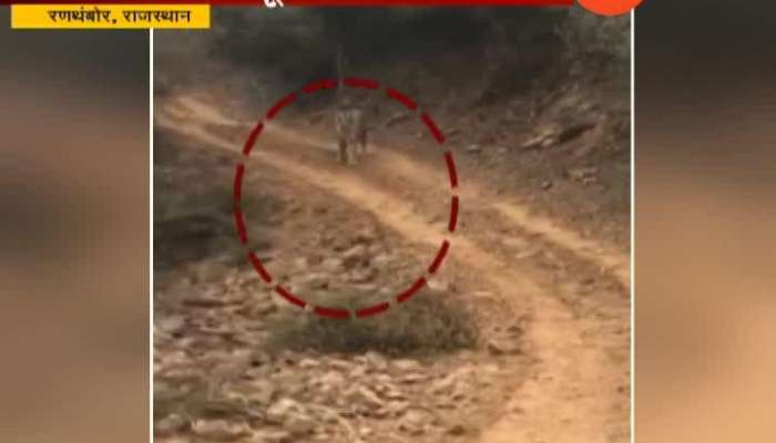 Rajasthan Ranthambor Tourist Fear From Tiger Chase