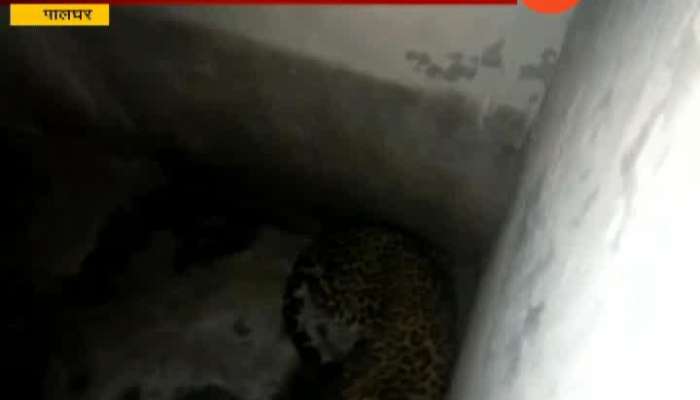 Palghar People Are Afraid Of Leopard Hidding at House