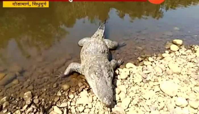 Dodamarg Death Crocodile Found in tilari river