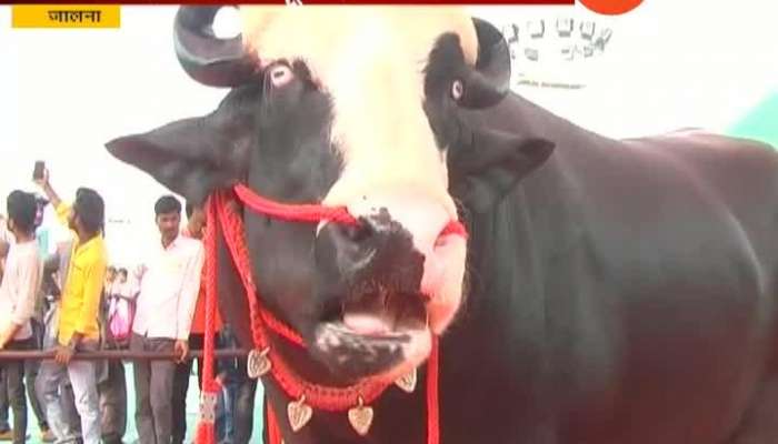 Jalna Male Buffalo Sultan And Kohinoor Center Attraction In Animal Exhibition