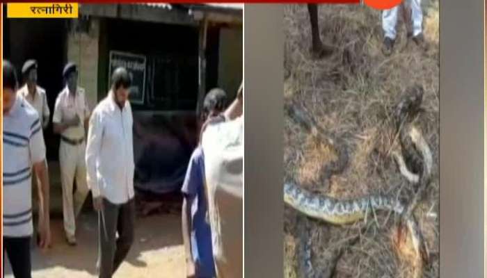 Ratnagiri Police Arrest 4 Accused Who Killed 7 Pythons