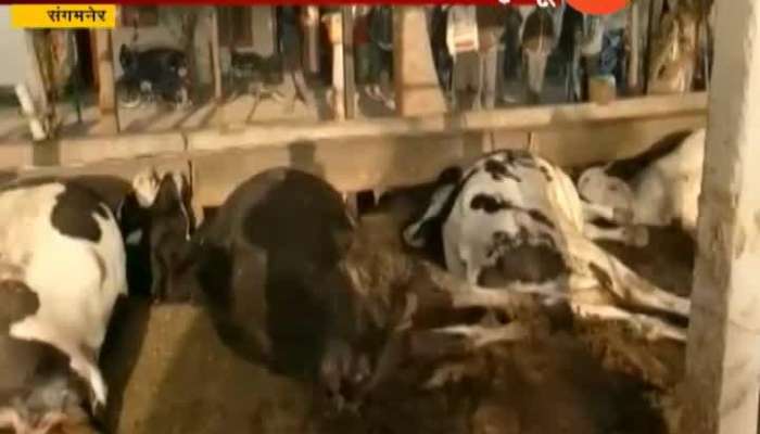 Sangamner Nine Cows Dead Due To Electric Shock