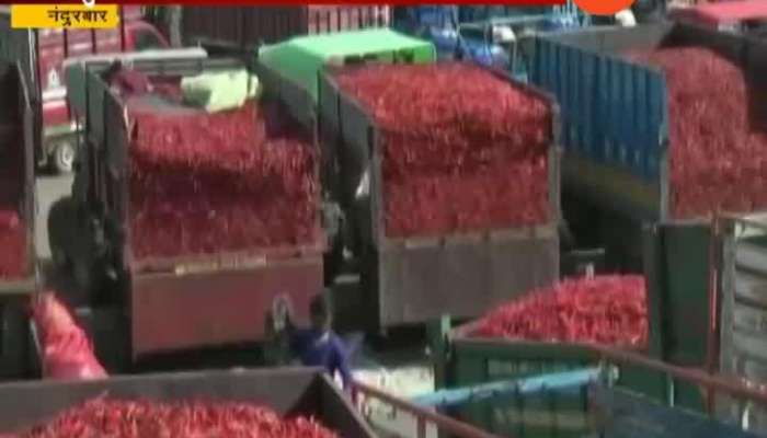 Nandurbar Farmers Growing Red Chilli On Problem As No Price In Market