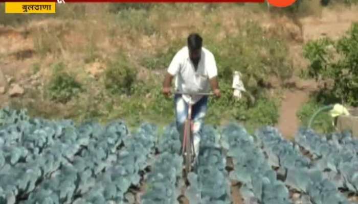  Buldhana Farmer Vishnu Gadakh Cultivate Foreign Vegetable In His Farm