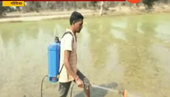 Gondia Farmer Use Deshi Liquor On Rice Crop