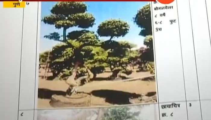 Pune Mahapalika To Buy Trees Worth As One Tree Cost More Than Rupees 14 Lakhs