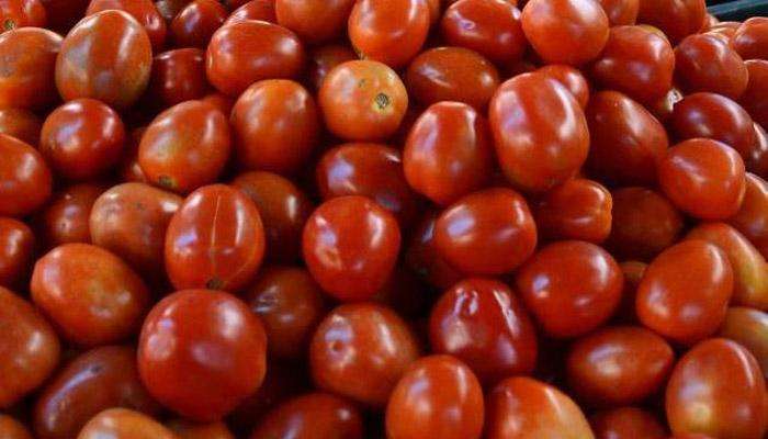 उपाशी राहिलो तरी चालेल पण पाकिस्तानला टोमॅटो निर्यात नाही, शेतकरी ठाम