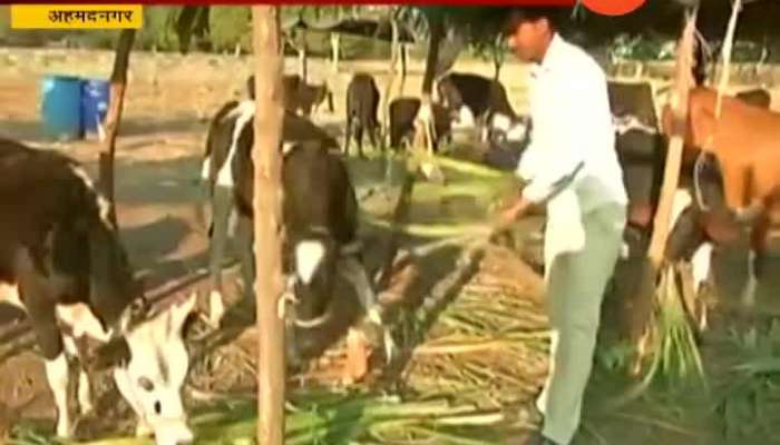 Ahmednagar Sharad Markad In Problem Of Saving Animals From Drought