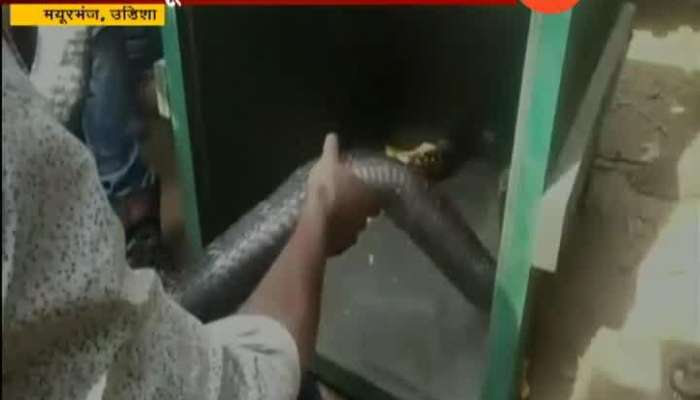 Odisha 16 Feet Long King Cobra Found
