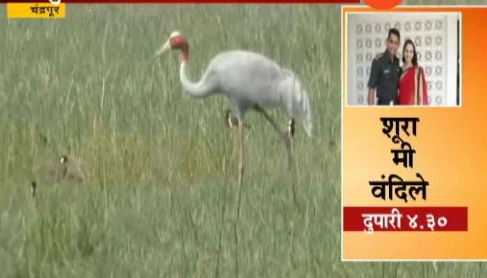 Chandrapur Ground Report On Saras Bird