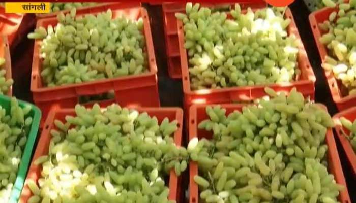 Sangli Farmer Sarjerao Narote Invented New Seed Giving Good Producton Of Grapes