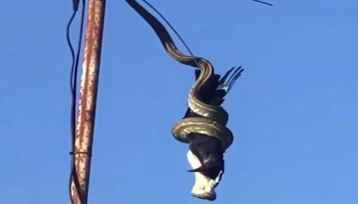 व्हिडिओ : आकाशात उडणाऱ्या पक्षावर अजगराची झडप