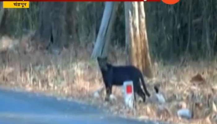  Chandrapur Tourist Spotted Black Panther In Tadoba Tiger Reserve