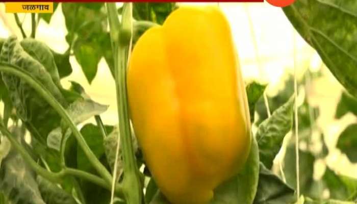Jalgaon Suresh Chavan Successfully Farming Red And Yellow Bell Pepper And Earning Profit