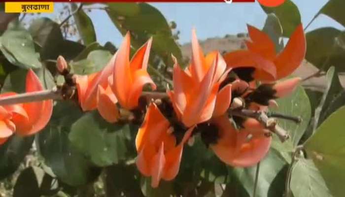 Buldhana Palash Flowers Tree Blooms In Diffrent Color