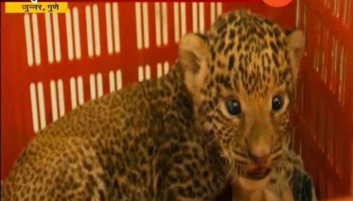 Pune, Junner Special Report On Leopard Cub Find By Their Mother With The Help Of Leopard Prevention Center And Forest Department
