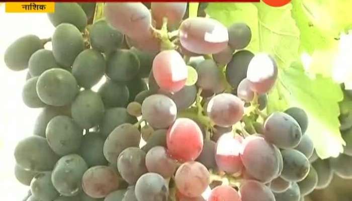 Nashik Ground Report On Grapes Didn_t Get Price As Per Market