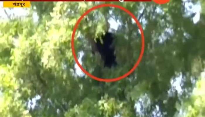  Chandrapur People In Fear From Bear Residing On Tree