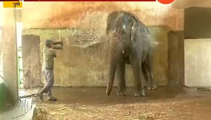  Pune Rajiv Gandhi Zoo Animals Given Special Treatment To Beat The Heat