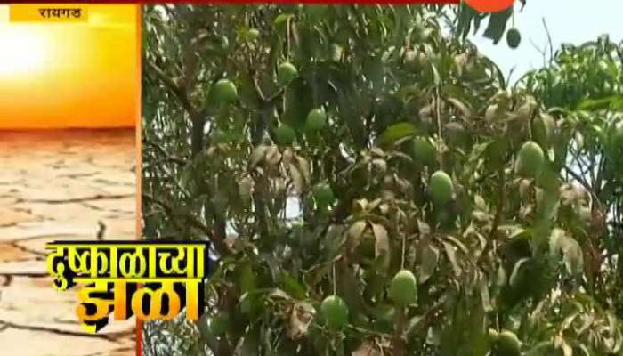 Raigad Due To Bad Weather Condition Affect On Mango Fruit