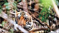 ताडोबा अभयारण्यात वाघिणीची शिकार