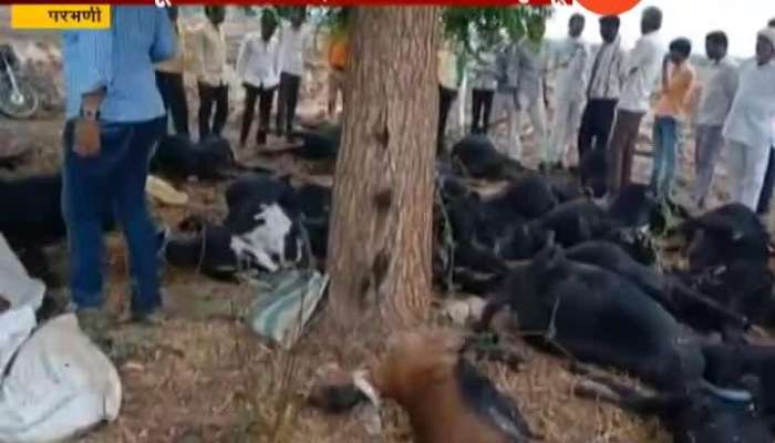 Parbhani 2 Men And 40 Goat Dead Due To Thunder