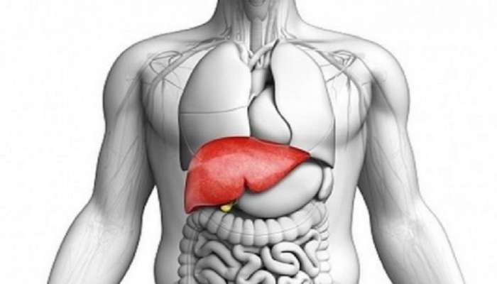 World Liver Day: निरोगी यकृतासाठी आहारात करा या पदार्थांचा समावेश 