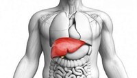World Liver Day: निरोगी यकृतासाठी आहारात करा या पदार्थांचा समावेश 