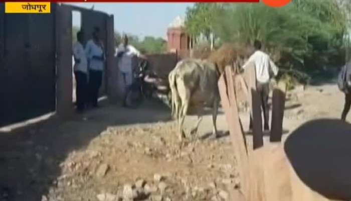 Jodhpur Cow Selected Master After Court Verdict