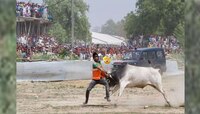 अखिलेश आणि मायावतींच्या प्रचार सभेच्या जागेतच घुसला बैल आणि मग..