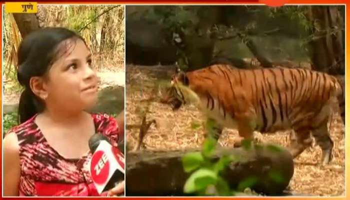 Pune Parents And Kids Enjoy Summer Vaccation In Rajeev Gandhi Zoo Park With Tigers