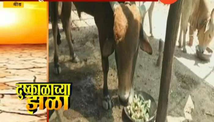 Beed Cattle Camp Will Start in Beed District