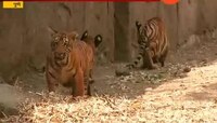  वाघाच्या बछड्यांचं पहिलचं दर्शन
