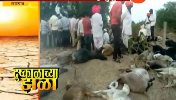 Jalgaon Herd of GoatDied From Heat Waves