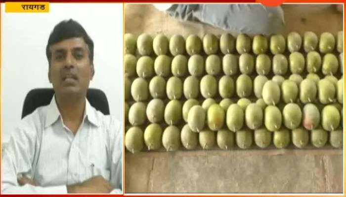 Raigad Less Mango Fruit Production In Kokan
