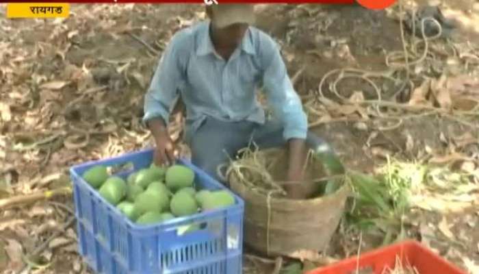 Mango Production Dropped By 50 Percent In Raigad