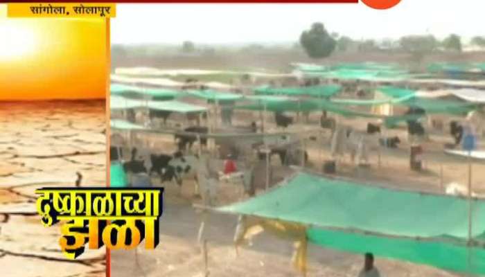 Solapur Sangola Fodder Camp Gave Big Relief To Farmers In Drought Situation