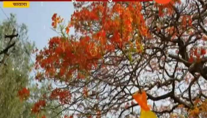 Satara Gulmohar day Celebrating People