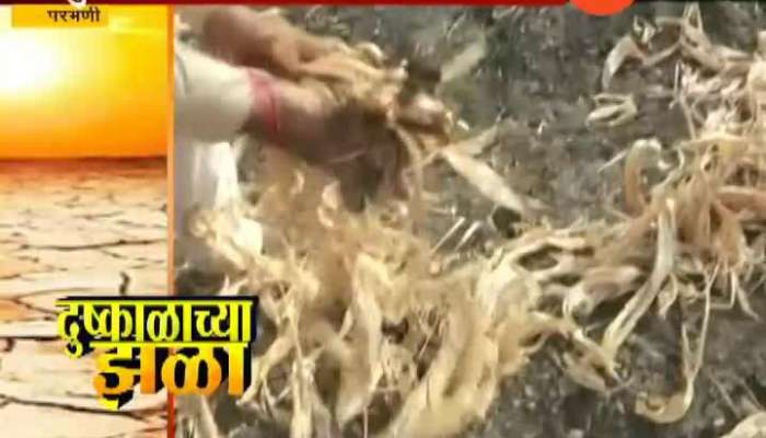 Parbhani Farmer In Problem As Kharif Crop Affected In Drought Situation