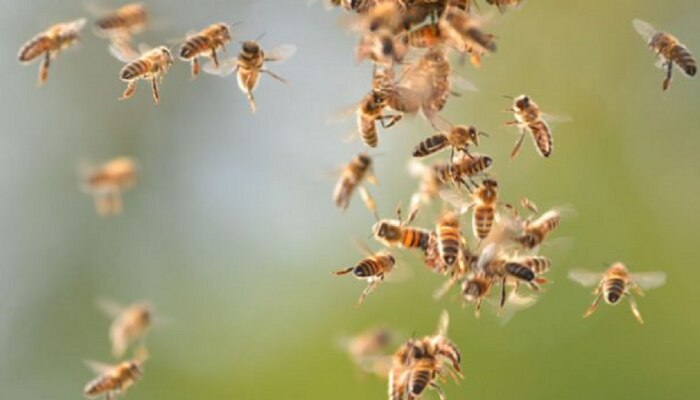 उन्हाळी शिबिरासाठी आलेल्या २०० जणांवर मधमाशांचा हल्ला
