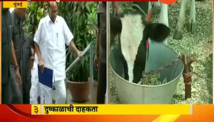 Mumbai NCP Supremo Sharad Pawar On Drought Situation In Maharashtra