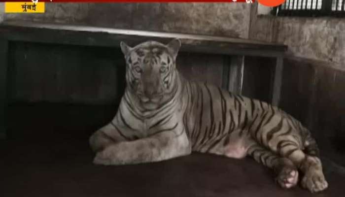 Mumbai Sanjay Gandhi White Tiger Bajirao Dead Update